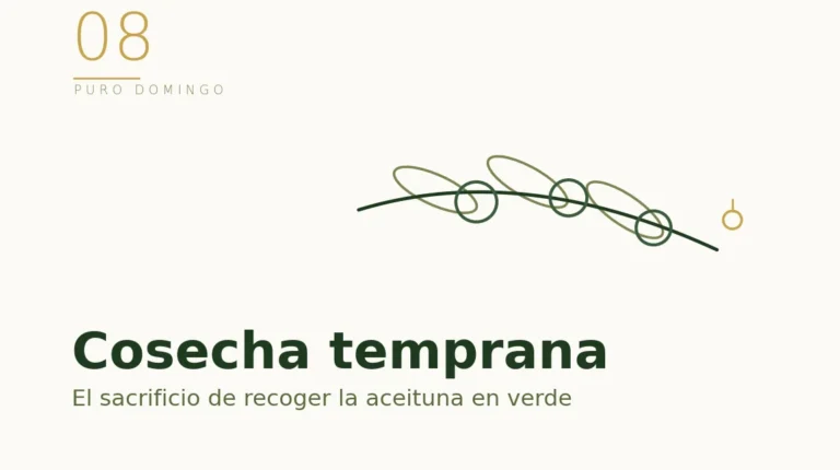 Ilustración de una rama con aceitunas verdes: cosecha temprana