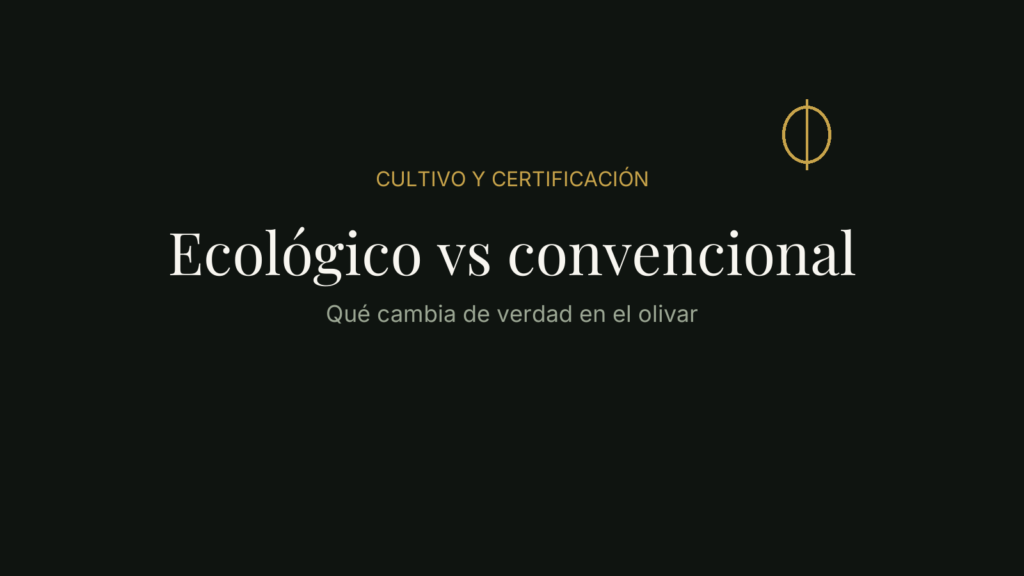 Aceite de oliva ecológico vs convencional: qué cambia en el cultivo del olivar